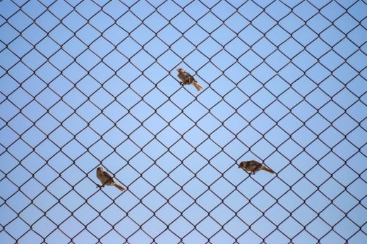 Durable anti-bird safety nets preventing birds from nesting and roosting on properties.